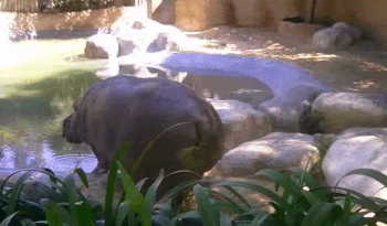 IMG_4470.GIF