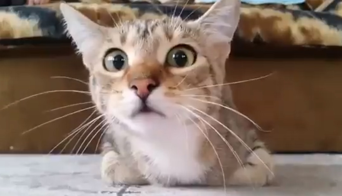 cat-watching-horror-movie.jpg