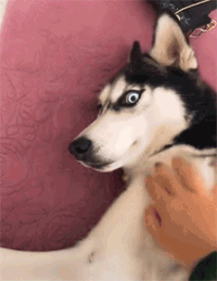 4.gif