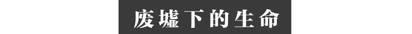 IMG_2520.PNG