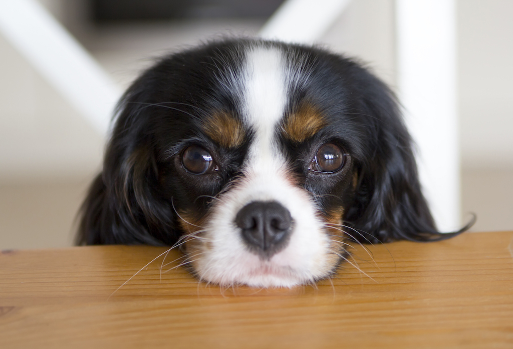 77-Why-do-dogs-stare-at-you-while-you-eat.jpg