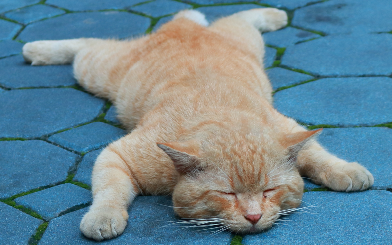 ginger-tabby-cat.png