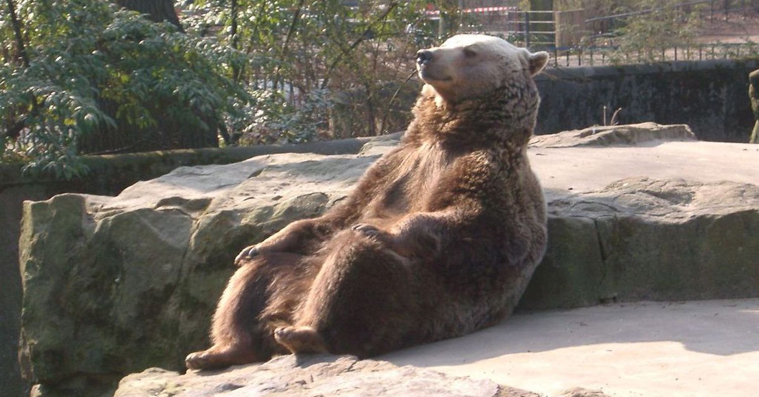 chill bear.jpg