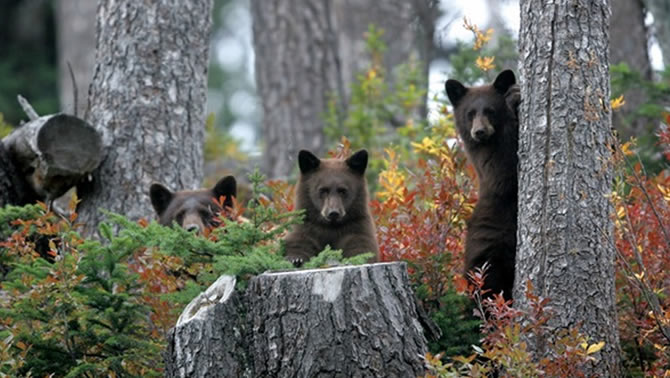 Whistlergolfclubbears.jpg