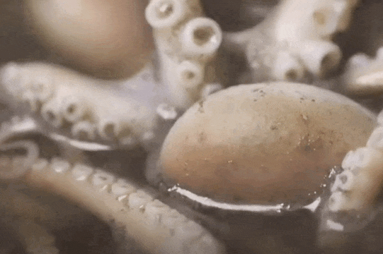 IMG_2284.GIF