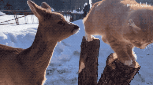 IMG_7446.GIF