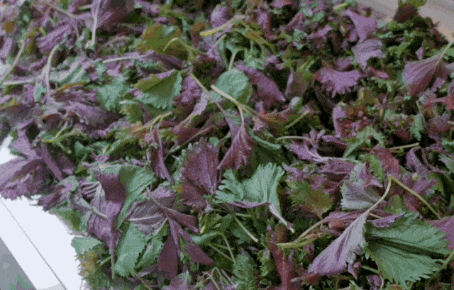 IMG_2047-ezgif.com-optimize.gif