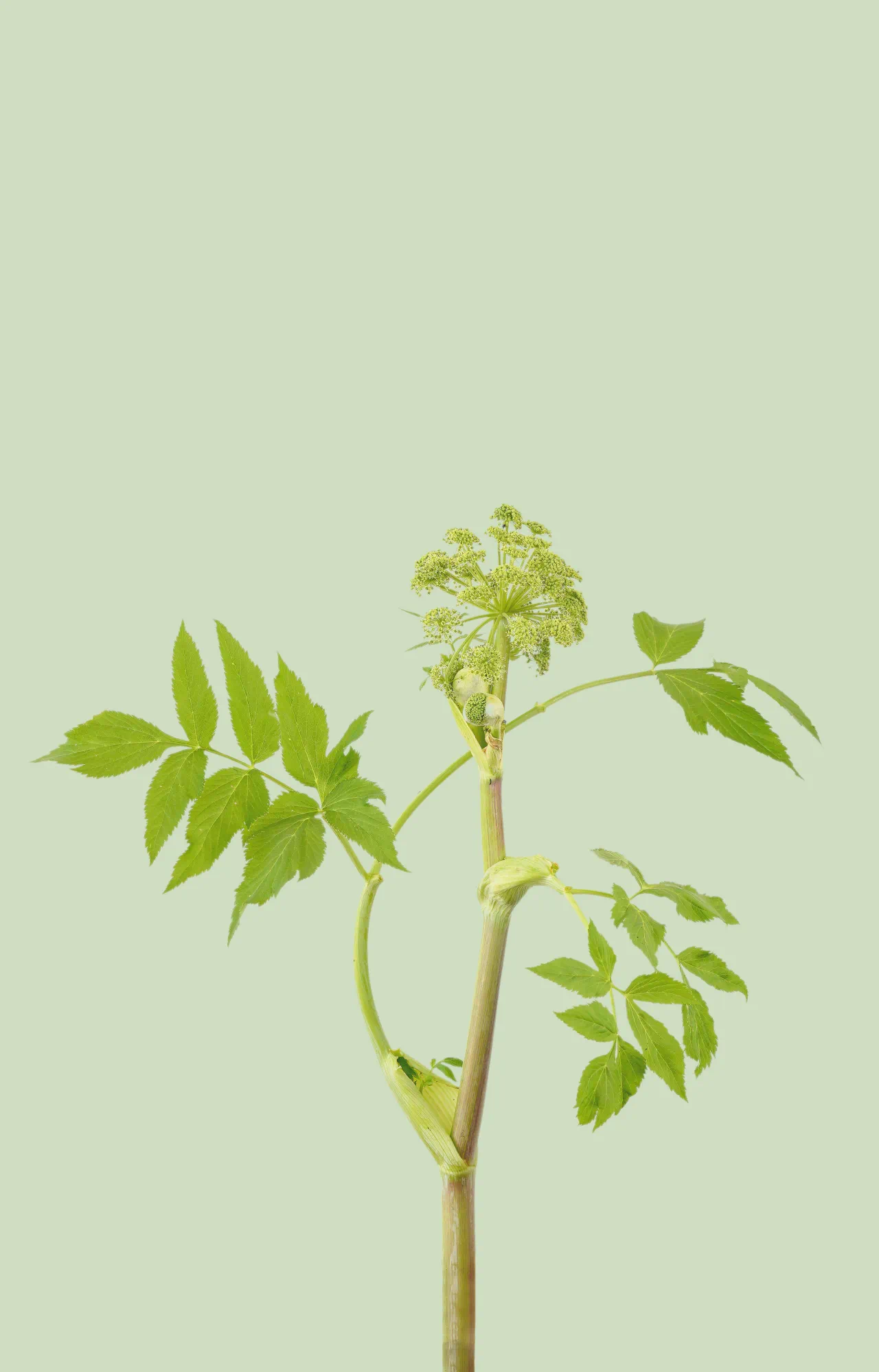 IMG_3913.PNG
