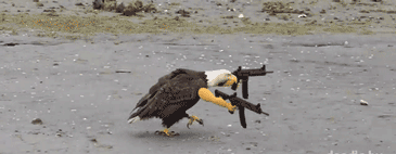 a1.gif