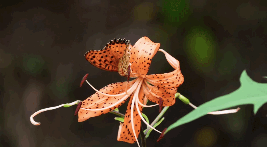IMG_4329.GIF