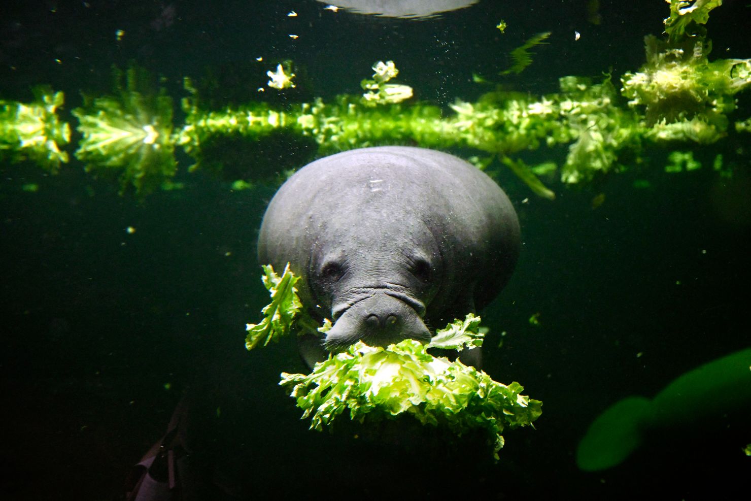 07-007-073-17-gettyimages-2223648341-jpg-jpg.jpg